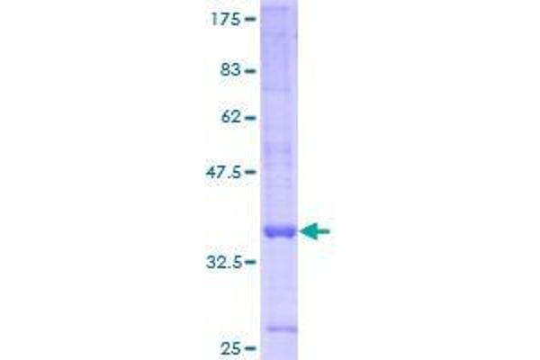 GPR157 Protein (AA 30-155) (GST tag)