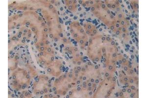 DAB staining on IHC-P; Samples: Mouse Kidney Tissue (MFAP2 antibody  (AA 32-178))