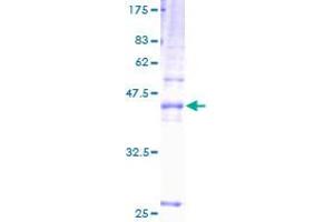 TSPAN31 Protein (AA 1-210) (GST tag)
