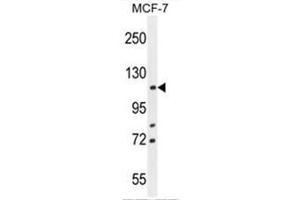 BCLAF1 Antibody (C-term) western blot analysis in MCF-7 cell line lysates (35µg/lane). (BCLAF1 antibody  (C-Term))