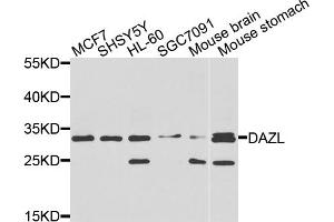 Western blot analysis of extracts of various cell lines, using DAZL antibody (ABIN5970465) at 1/1000 dilution. (DAZL antibody)