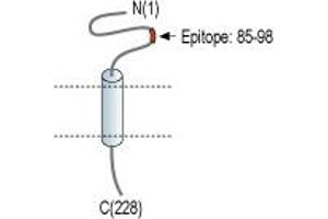 Representative domain view of the target of ABIN7237813.
