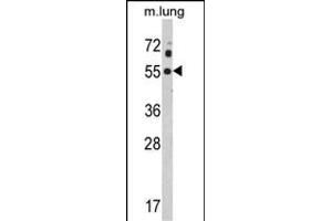 Western blot analysis of KCNJ2 Antibody (C-term) (ABIN390913 and ABIN2841116) in mouse lung tissue lysates (35 μg/lane). (KCNJ2 antibody  (C-Term))