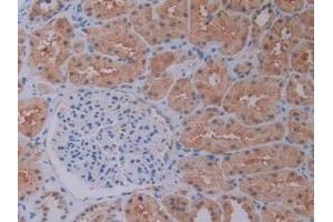 IHC-P analysis of Human Kidney Tissue, with DAB staining. (PEBP1 antibody  (AA 2-187))