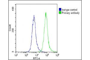 Overlay histogram showing U-87 MG cells stained with (ABIN6243309 and ABIN6578869)(green line). (SCN1A antibody  (AA 481-515))