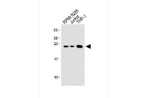 All lanes : Anti-Bcl-2 Antibody (BH3 Domain Specific) at 1:1000 dilution Lane 1: RI 8226 whole cell lysate Lane 2: Jurkat whole cell lysate Lane 3: THP-1 whole cell lysate Lysates/proteins at 20 μg per lane. (Bcl-2 antibody  (AA 75-110))