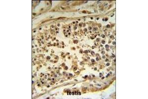 HFE Antibody (Center) (ABIN390457 and ABIN2840827) IHC analysis in formalin fixed and paraffin embedded human testis tissue followed by peroxidase conjugation of the secondary antibody and DAB staining. (HFE antibody  (AA 122-148))