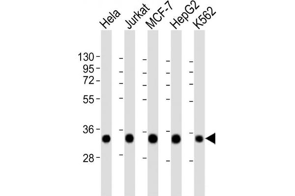 HNRNPA1L2 Antikörper  (AA 22-56)