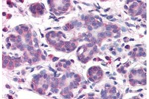 Anti-OSTC antibody  ABIN1049189 IHC staining of human breast. (OSTC antibody  (N-Term))