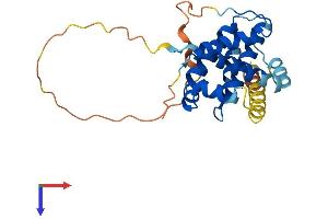 Bcl-2 Protein (AA 1-239) (His tag)