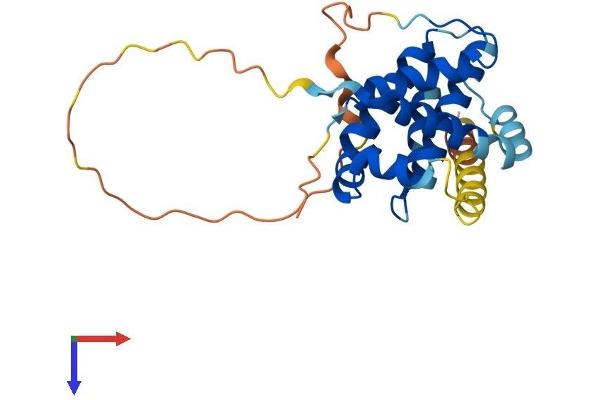 Bcl-2 Protein (AA 1-239) (His tag)
