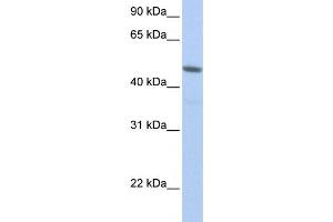 Western Blotting (WB) image for anti-Nuclear RNA Export Factor 3 (NXF3) antibody (ABIN2458541) (NXF3 antibody)