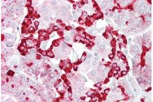 Anti-GP2 antibody IHC staining of human pancreas. (GP2 antibody  (AA 182-231))