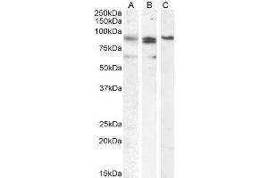 ABIN571072 (0. (PRDM1 antibody  (Internal Region))