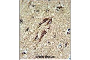 Formalin-fixed and paraffin-embedded human brain tissue reacted with ATP5B Antibody (Center), which was peroxidase-conjugated to the secondary antibody, followed by DAB staining. (ATP5B antibody  (AA 135-163))