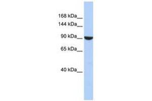 Image no. 1 for anti-PWP2 (Periodic Tryptophan Protein) Homolog (PWP2H) (AA 576-625) antibody (ABIN6740937) (PWP2 antibody  (AA 576-625))
