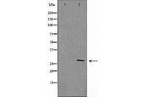 Western blot analysis on NIH-3T3 cell lysate using Granzyme B Antibody,The lane on the left is treated with the antigen-specific peptide. (GZMB antibody)