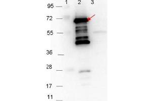 Western blot showing detection of 0. (P35 antibody)