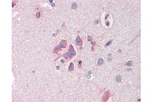 Anti-FBXL2 antibody IHC staining of human brain, cortex. (FBXL2 antibody  (AA 2-14))