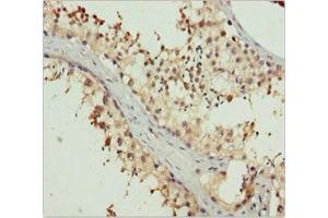 Immunohistochemistry of paraffin-embedded human testis tissue using ABIN7151996 at dilution of 1:100 (ERLIN2 antibody  (AA 212-339))