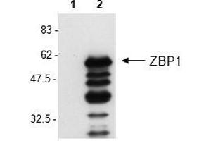 Western Blot analysis of mouse ZBP1 in L929 cells by using anti-ZBP1, mAb (Zippy-1) . (ZBP1 antibody  (AA 1-411))