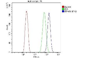anti-EPH Receptor B1 (EPHB1) (AA 56-88), (N-Term) antibody