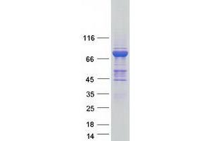 Validation with Western Blot (MX1 Protein (Transcript Variant 1) (Myc-DYKDDDDK Tag))