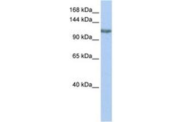 TGS1 antibody  (AA 432-481)