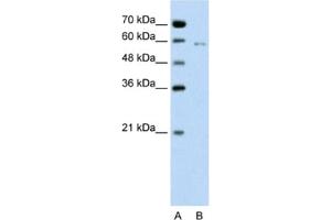Western Blotting (WB) image for anti-Cell Division Cycle 23 (CDC23) antibody (ABIN2462656) (CDC23 antibody)