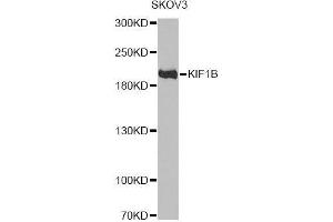 Western blot analysis of extracts of SKOV3 cells, using KIF1B antibody.