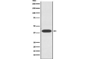 Western blot analysis of ZA2G / AZGP1 expression in HepG2 cell lysate.