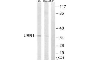 Western Blotting (WB) image for anti-Ubiquitin Protein Ligase E3 Component N-Recognin 1 (UBR1) (Internal Region) antibody (ABIN1851278) (UBR1 antibody  (Internal Region))