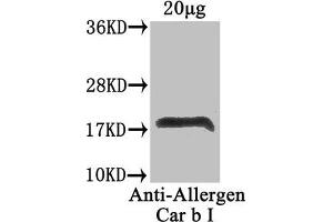 Western Blot Positive WB detected in: Carpinus betulus (20 μg) All lanes: Allergen Car b I antibody at 4 μg/mL Secondary Goat polyclonal to rabbit IgG at 1/50000 dilution Predicted band size: 18 kDa Observed band size: 18 kDa (LOC100280979 antibody  (AA 2-160))