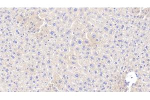 Detection of APOA5 in Mouse Liver Tissue using Polyclonal Antibody to Apolipoprotein A5 (APOA5) (APOA5 antibody  (AA 21-210))