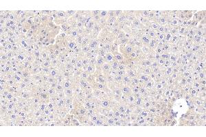 Detection of APOA5 in Mouse Liver Tissue using Polyclonal Antibody to Apolipoprotein A5 (APOA5) (APOA5 antibody  (AA 21-210))