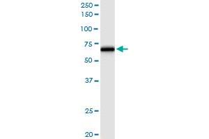 Immunoprecipitation of TRAF5 transfected lysate using anti-TRAF5 MaxPab rabbit polyclonal antibody and Protein A Magnetic Bead , and immunoblotted with TRAF5 purified MaxPab mouse polyclonal antibody (B01P) . (TRAF5 antibody  (AA 1-557))