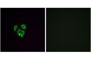 Immunofluorescence analysis of A549 cells, using OR4F4 Antibody. (OR4F4 antibody  (AA 256-305))