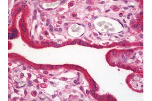 Anti-PFDN1 antibody IHC staining of human placenta. (PFDN1 antibody  (HRP))