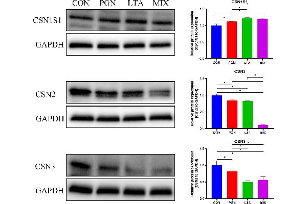 CSN2 antibody  (AA 16-100)