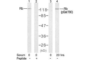 Western blot analysis of extract from K562 cells untreated or treated with 10% serum after 48 hours of starvation, using Rb (Ab-780) antibody (E021110, Lane 1 and 2) and Rb (phospho-Ser780) antibody (E011132, Lane 3 and 4). (Retinoblastoma 1 antibody)