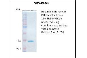 SDS-PAGE (SDS) image for Desert Hedgehog (DHH) (Active) protein (ABIN5509480) (desert Hedgehog Protein)