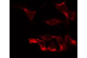 ABIN6274883 staining HepG2 by IF/ICC. (ABCB7 antibody  (N-Term))