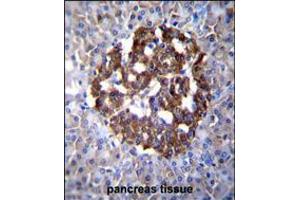 PCDH20 Antibody immunohistochemistry analysis in formalin fixed and paraffin embedded human pancreas tissue followed by peroxidase conjugation of the secondary antibody and DAB staining.