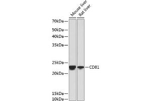 Western blot analysis of extracts of various cell lines, using CD81 antibody (ABIN7266221) at 1:1000 dilution. (CD81 antibody)