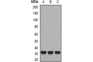 Western blot analysis of CD27 expression in Raji (A), HL60 (B), mouse skeletal muscle (C) whole cell lysates. (CD27 antibody)
