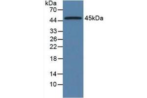 Mouse Detection antibody from the kit in WB with Positive Control: Sample Rat Pancreas Tissue. (ORM1 ELISA Kit)