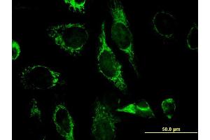 Immunofluorescence of monoclonal antibody to EXOG on HeLa cell.