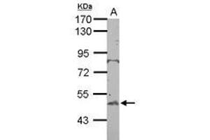 Image no. 1 for anti-BTB (POZ) Domain Containing 10 (BTBD10) (AA 188-436) antibody (ABIN1501880) (BTBD10 antibody  (AA 188-436))