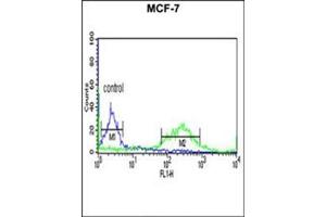 Flow cytometric analysis of MCF-7 cells using ETS2 Antibody (Center) Cat. (ETS2 antibody  (Middle Region))
