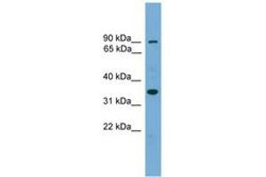 Image no. 1 for anti-Necdin-Like 2 (NDNL2) (AA 215-264) antibody (ABIN6745213) (Necdin-Like 2 antibody  (AA 215-264))